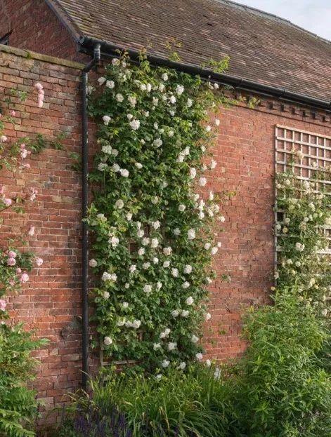 50座月季花牆，誰看了都不想走，讓你過足眼癮！