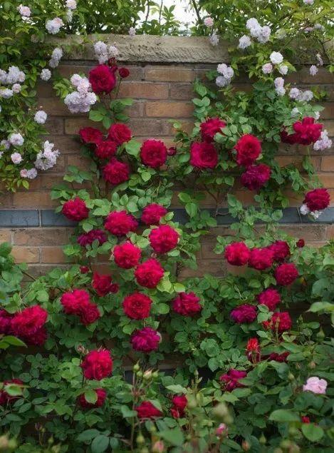 50座月季花牆，誰看了都不想走，讓你過足眼癮！