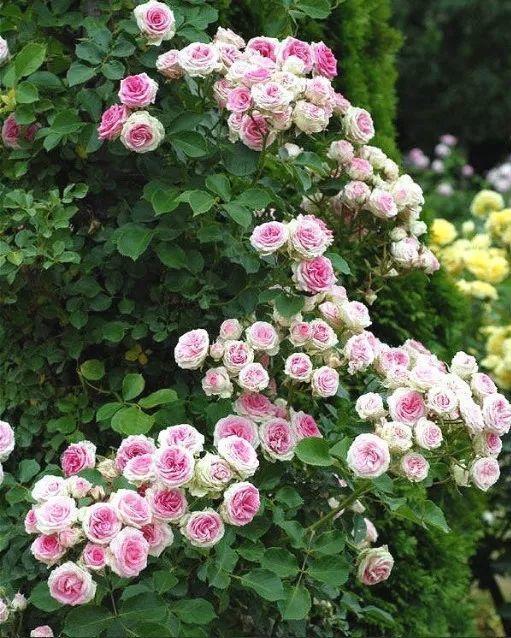 50座月季花牆，誰看了都不想走，讓你過足眼癮！