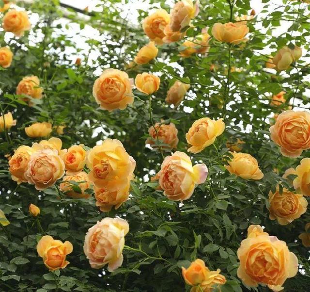 50座月季花牆，誰看了都不想走，讓你過足眼癮！