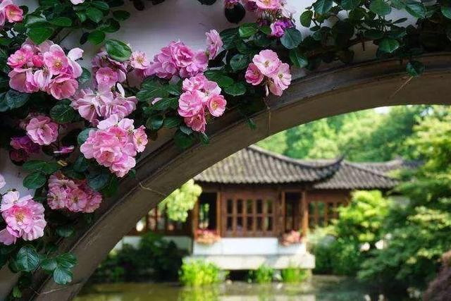 50座月季花牆，誰看了都不想走，讓你過足眼癮！