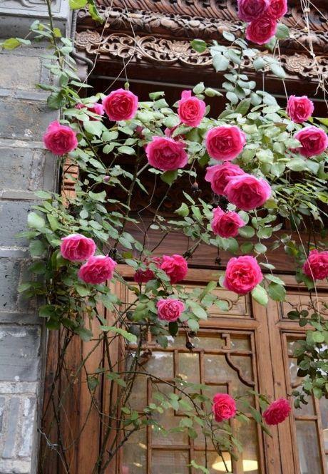 50座月季花牆，誰看了都不想走，讓你過足眼癮！