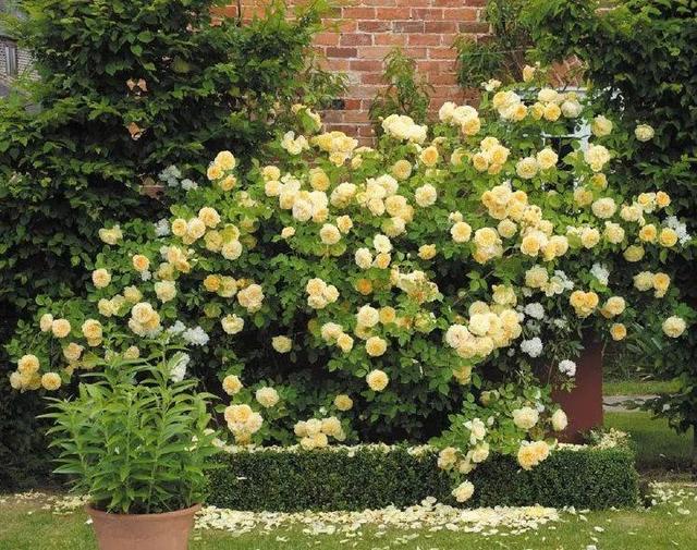 50座月季花牆，誰看了都不想走，讓你過足眼癮！