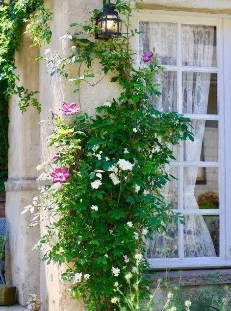 50座月季花牆，誰看了都不想走，讓你過足眼癮！