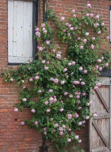 50座月季花牆，誰看了都不想走，讓你過足眼癮！