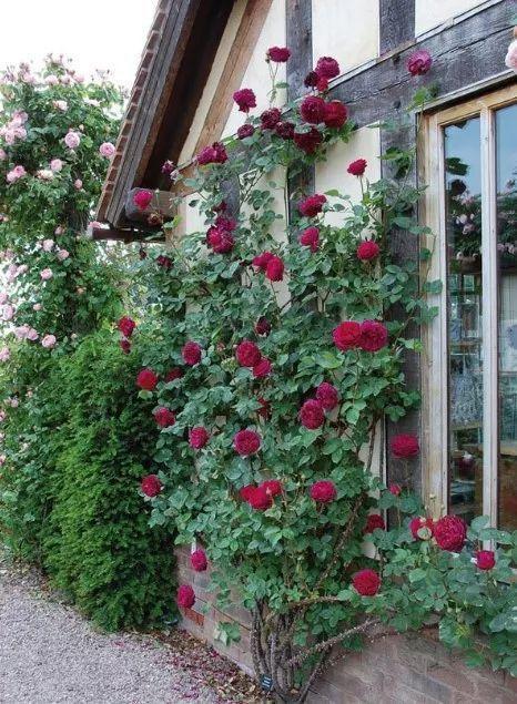 50座月季花牆，誰看了都不想走，讓你過足眼癮！