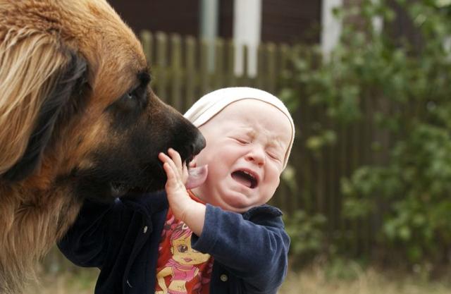 狗狗成天喜歡舔人，這是什麼病？ 太喜歡主人的病！