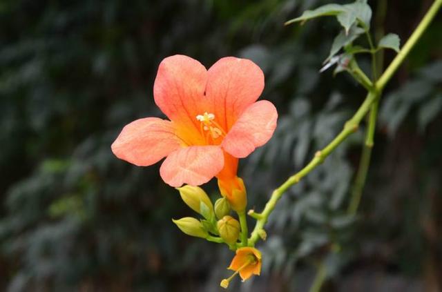 每日一花——凌霄花