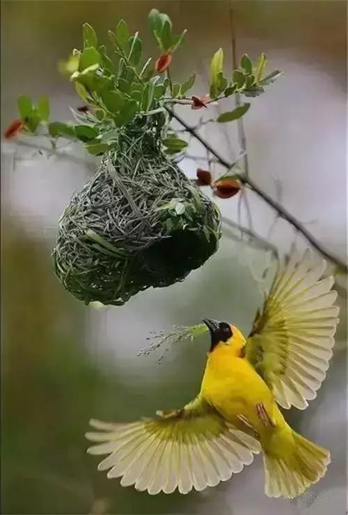 鳥巢裡的“愛”