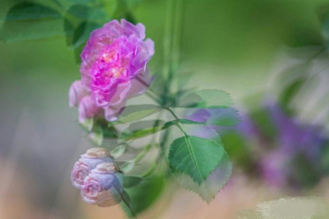 心中的那片野薔薇