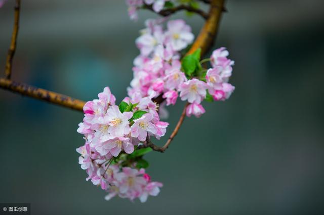 雖艷無俗姿太皇真富貴花中國艷是海棠！