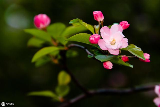 雖艷無俗姿太皇真富貴花中國艷是海棠！