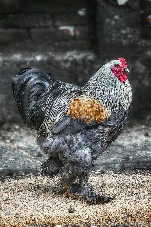 錦雞圖.天上下凡到人間