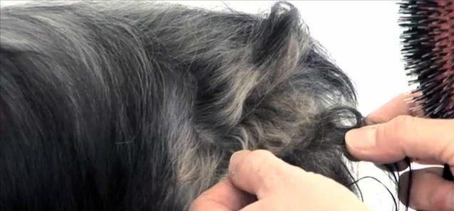 狗狗毛髮打結，不開結就變死結，三種程度毛結應該這樣開！