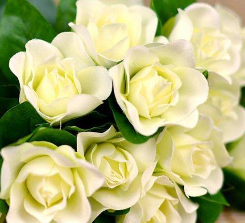 婚後很少吃苦的3個生肖女，多年受寵愛，老公和孩子都疼惜她