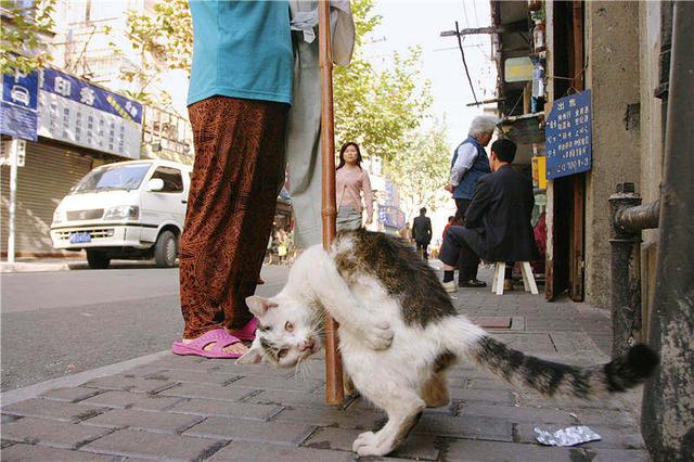 走遍各大洲、拍貓20年，透過貓眼看世界的攝影師，如何記錄貓的浮生一刻？