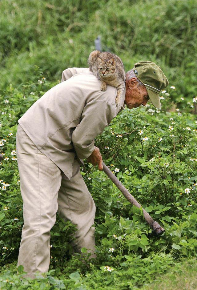 走遍各大洲、拍貓20年，透過貓眼看世界的攝影師，如何記錄貓的浮生一刻？