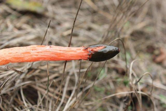 野草里冒出這東西模樣怪，一碰黏滿手雞屎味，瞬間臭暈