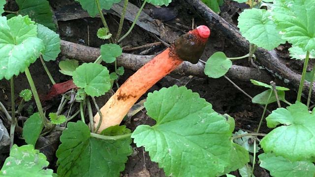 野草里冒出這東西模樣怪，一碰黏滿手雞屎味，瞬間臭暈