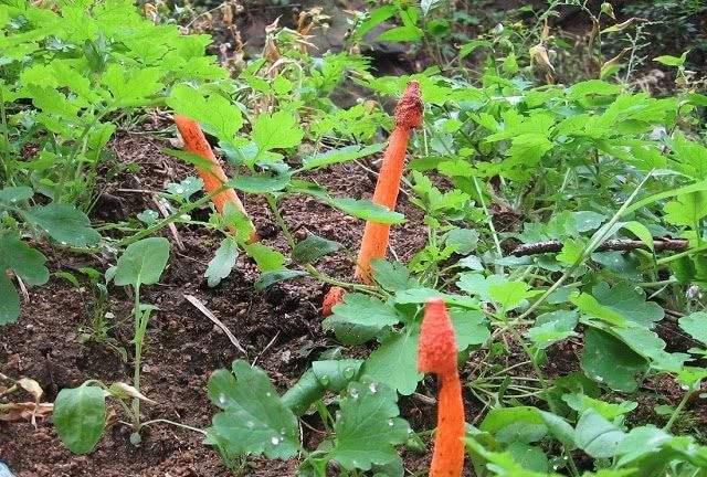 野草里冒出這東西模樣怪，一碰黏滿手雞屎味，瞬間臭暈