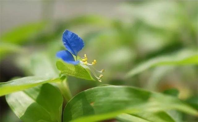 20種野花野草，都是童年的回憶，能叫出名字的卻沒有幾個