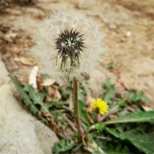 20種野花野草，都是童年的回憶，能叫出名字的卻沒有幾個