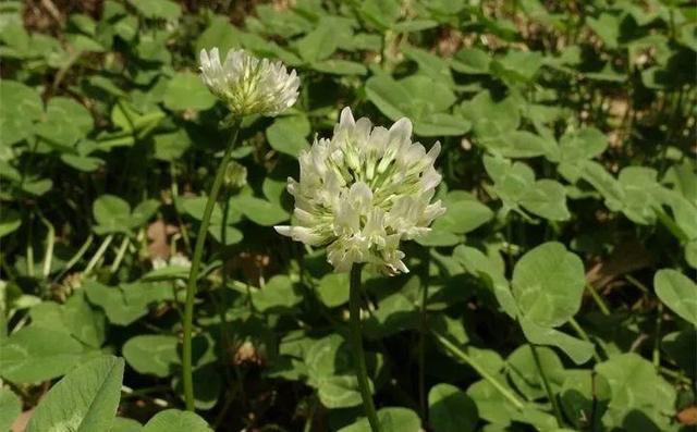 20種野花野草，都是童年的回憶，能叫出名字的卻沒有幾個