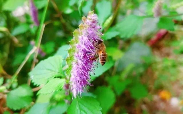 20種野花野草，都是童年的回憶，能叫出名字的卻沒有幾個