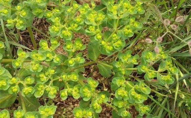 20種野花野草，都是童年的回憶，能叫出名字的卻沒有幾個