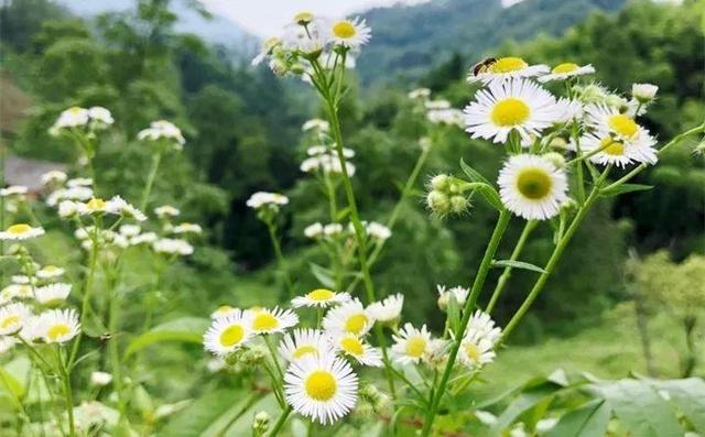 20種野花野草，都是童年的回憶，能叫出名字的卻沒有幾個