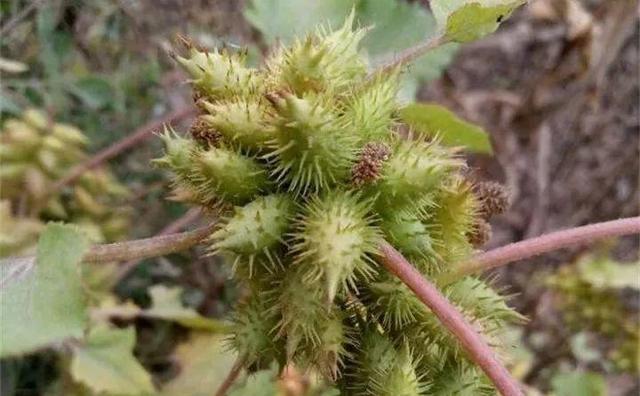 20種野花野草，都是童年的回憶，能叫出名字的卻沒有幾個