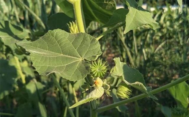 20種野花野草，都是童年的回憶，能叫出名字的卻沒有幾個