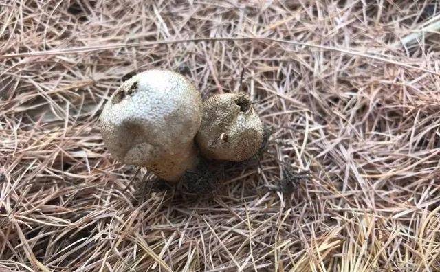 20種野花野草，都是童年的回憶，能叫出名字的卻沒有幾個