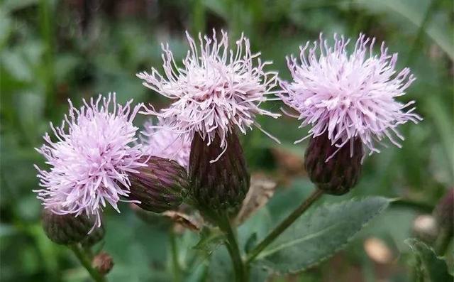 20種野花野草，都是童年的回憶，能叫出名字的卻沒有幾個