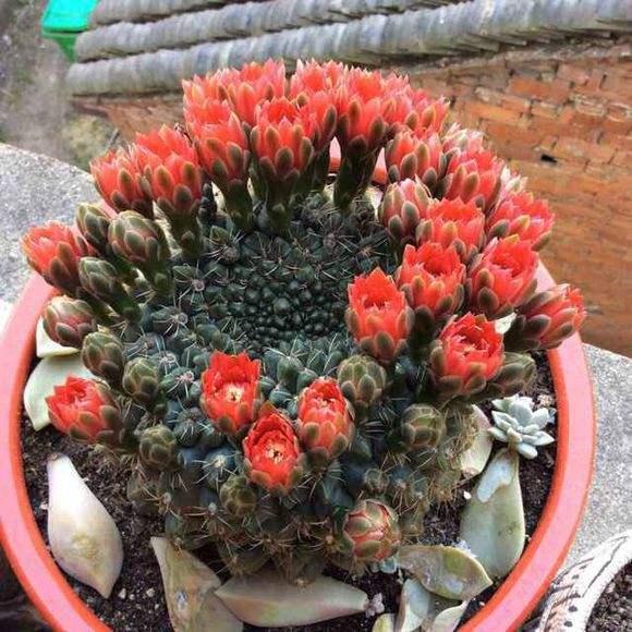 這仙人球真是開花勞模，一個球頂著20朵花，真怕它累著