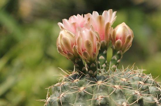 這仙人球真是開花勞模，一個球頂著20朵花，真怕它累著