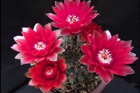 這仙人球真是開花勞模，一個球頂著20朵花，真怕它累著