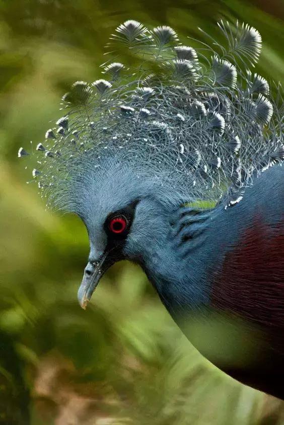 藍鳳冠鳩照片素材欣賞