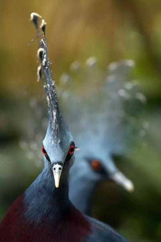 藍鳳冠鳩照片素材欣賞