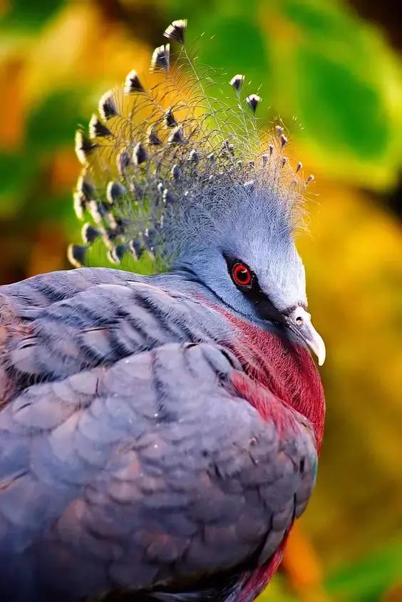 藍鳳冠鳩照片素材欣賞