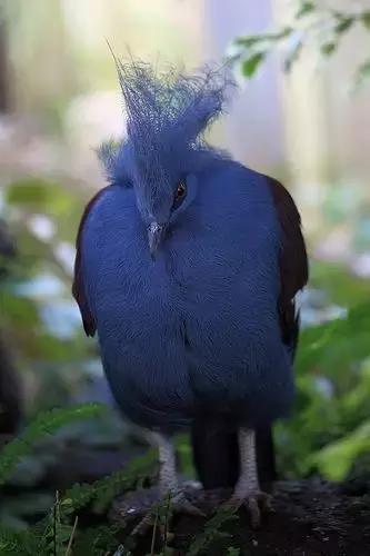 藍鳳冠鳩照片素材欣賞