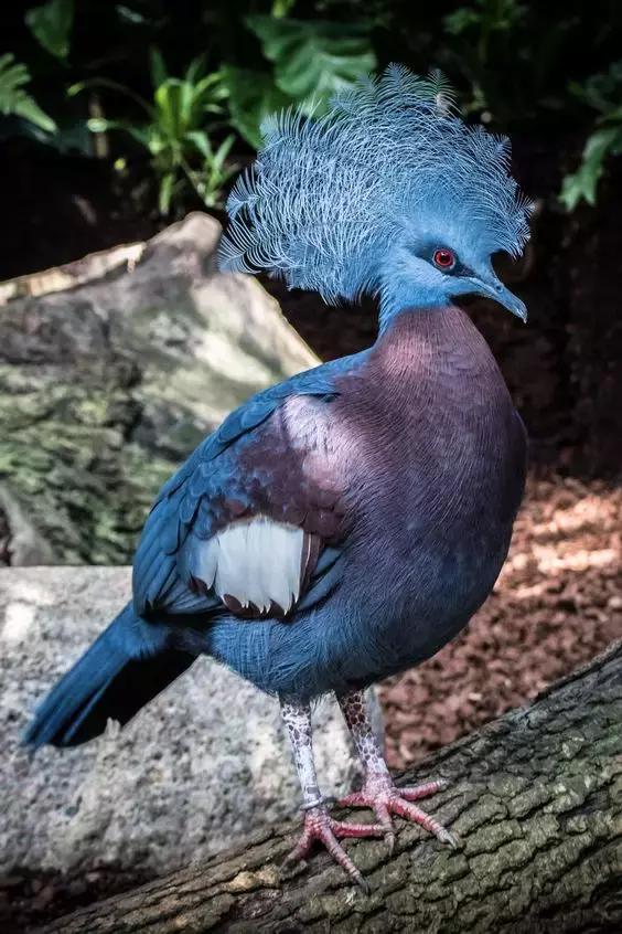 藍鳳冠鳩照片素材欣賞