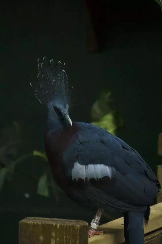 藍鳳冠鳩照片素材欣賞