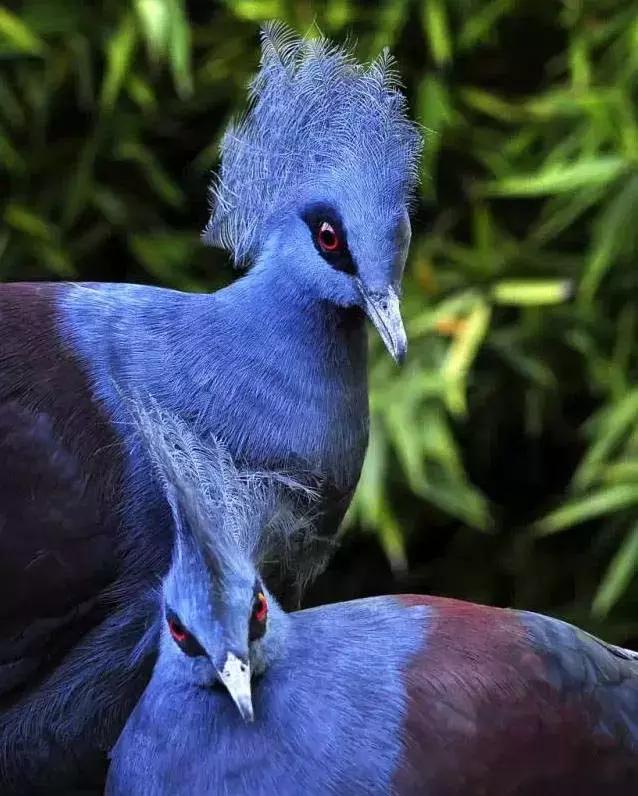 藍鳳冠鳩照片素材欣賞