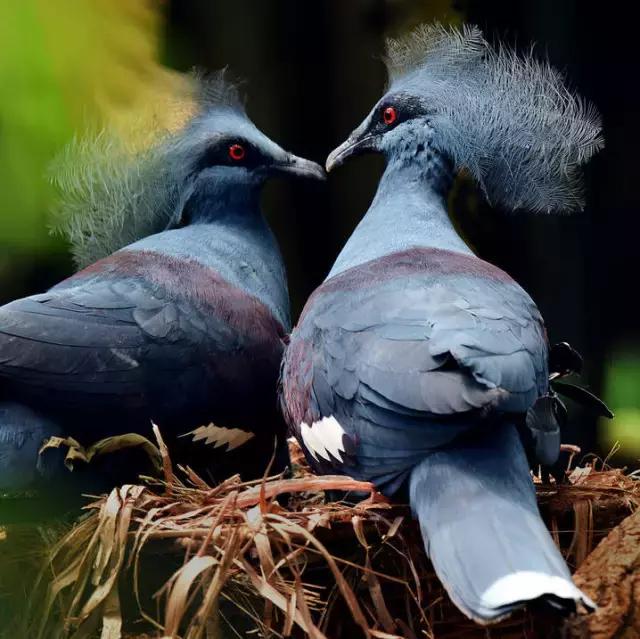 藍鳳冠鳩照片素材欣賞