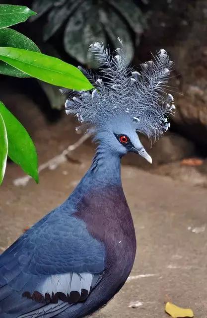 藍鳳冠鳩照片素材欣賞