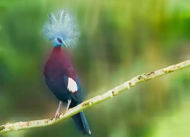 藍鳳冠鳩照片素材欣賞