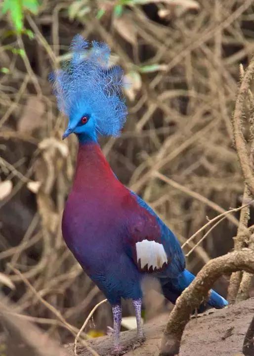 藍鳳冠鳩照片素材欣賞