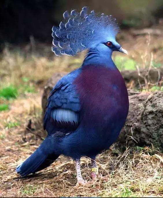 藍鳳冠鳩照片素材欣賞