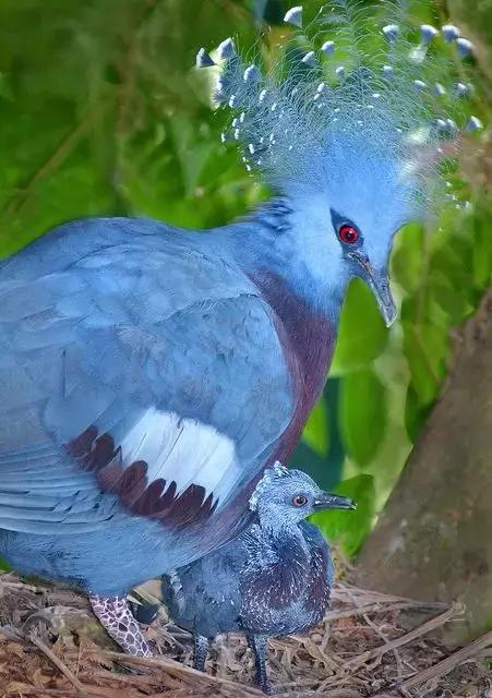 藍鳳冠鳩照片素材欣賞